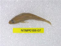 藏品(明潭吻鰕虎)的圖片